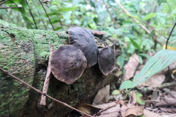 Mushroom Plants Thrive Dead Tree Trunks — стоковое фото