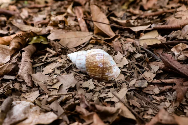 Photo Dead Snail Shell Middle Dry Leaves Due Starvation — Foto de Stock