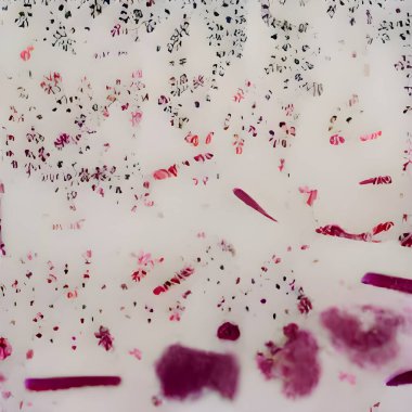 Beyaz arka planda güzel kırmızı bir gülün yakın plan çekimi.