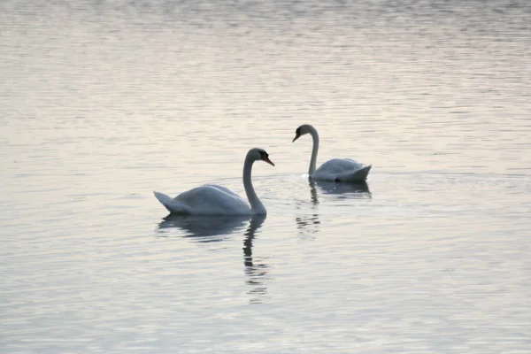 Zwei Schwaene Der Abend Daemmerung — Stockfoto