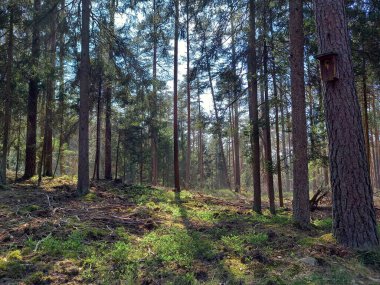 Waldweg im Sommer gruen vor blau