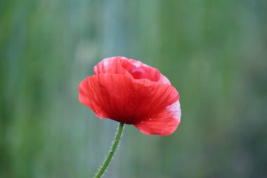Mohnblume auf der gruenen Wiese -1