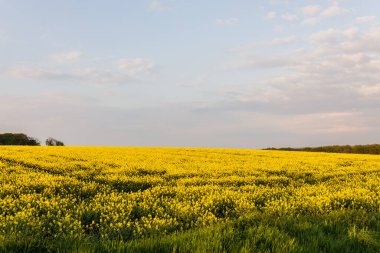 Kırsalda sıcak bir gün. Günbatımında sarı tecavüz sahası
