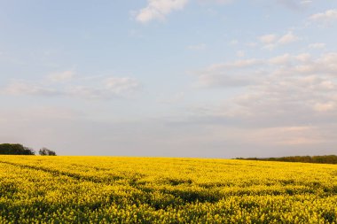 Kırsalda sıcak bir gün. Günbatımında sarı tecavüz sahası