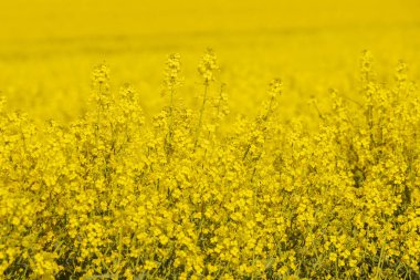 Kırsalda sıcak bir gün. Günbatımında sarı tecavüz sahası