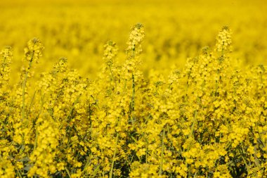 Kırsalda sıcak bir gün. Günbatımında sarı tecavüz sahası