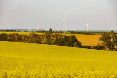 Kırsalda sıcak bir gün. Günbatımında sarı tecavüz sahası