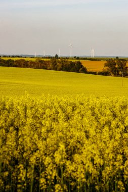 Kırsalda sıcak bir gün. Günbatımında sarı tecavüz sahası
