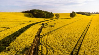 Kırsalda sıcak bir gün. Günbatımında sarı tecavüz sahası