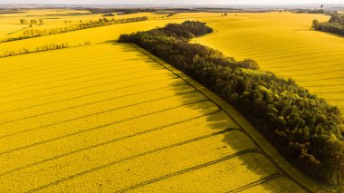 Kırsalda sıcak bir gün. Günbatımında sarı tecavüz sahası