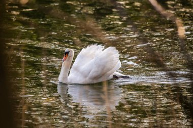 Suda yüzen kuğularla güzel bir yaz sabahı
