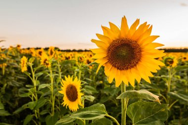 Gün batımında ayçiçeği tohumu tarlası