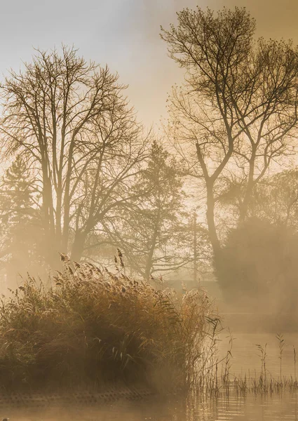 Trees Sunrise Fog — стоковое фото