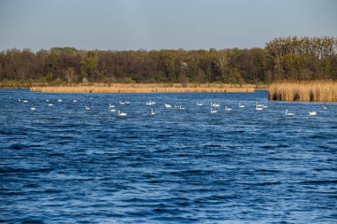 Polonya 'da sonbahar. Ağaçlı manzara ve renkli otlar