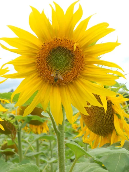Bee Beautiful Sunflower — Fotografia de Stock