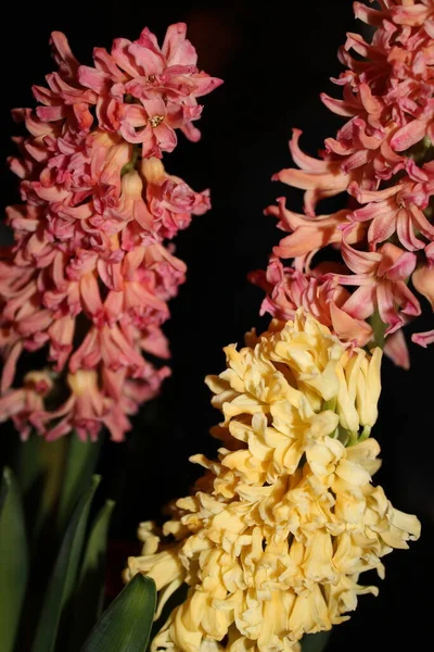 Jacinthes Fond Concept Floral — Stock Photo, Image