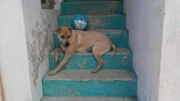 Dog lying on the stairs