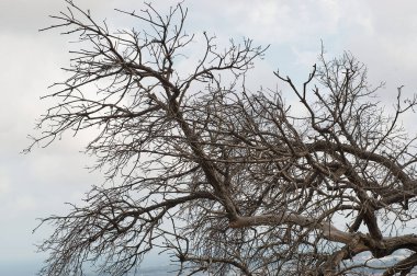 Yapraksız tamamen kuru ağaç ve bulutlu ve hüzünlü bir gökyüzünün altında birden fazla dal..