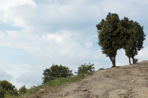 Dirt slope road with grass on the side and two trees under a cloudy blue sky.