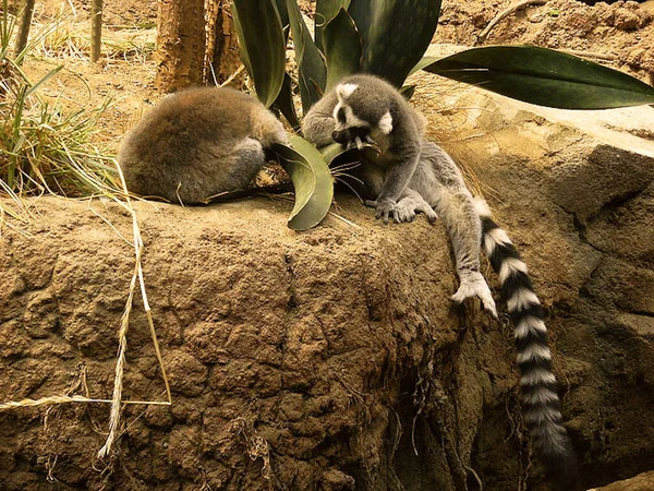 Ring Tailed Lemurs Sleeping — Φωτογραφία Αρχείου