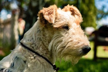 Portrait of a fox terrier breed dog in the garden of the house