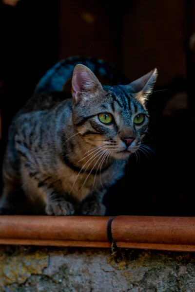 Gray Tabby Cat Lurking Dark Background — Zdjęcie stockowe
