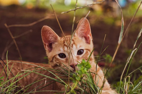 Orange cat between the grass