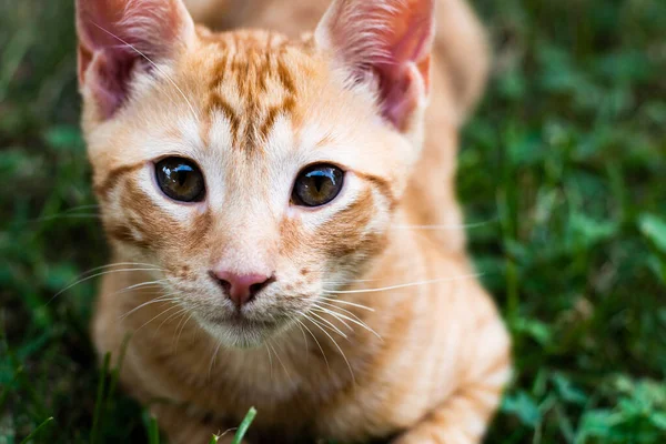 Orange cat puppy looking at the camera