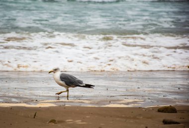 A seagull walking on the sand of the sea shore
