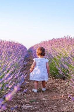 Beyaz elbiseli küçük kız lavanta tarlalarında yürüyor.