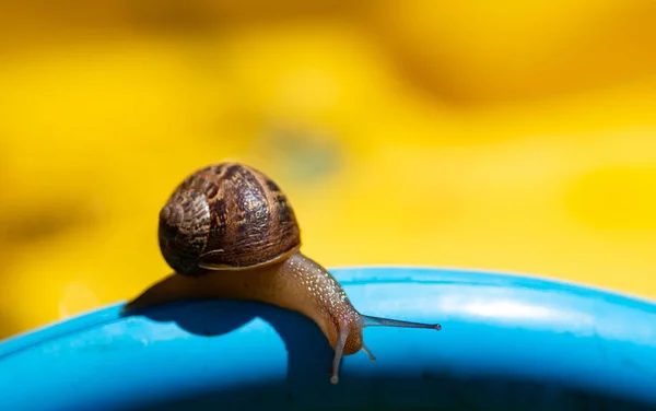 Macro photo of a snail slithering on an object against a background of complementary colors