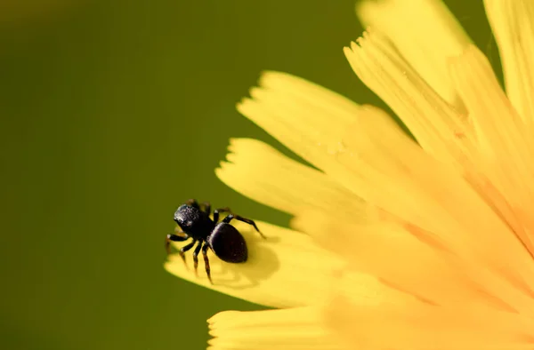 Macro Photo Small Black Spider Yellow Flower — Stock Photo, Image