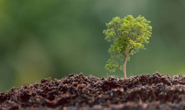 Planta Plántulas Que Crece Medio Ambiente Naturaleza Verde Banco Interés — Foto de Stock