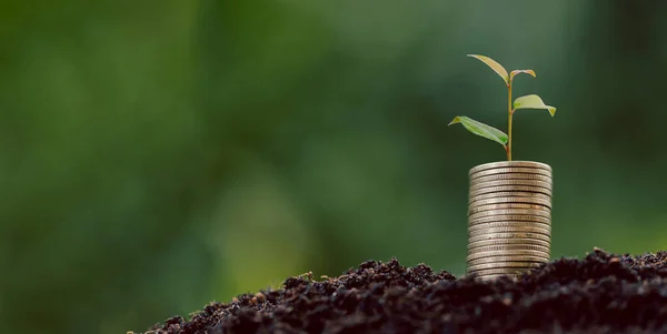 Money coin stack with seedling plant growing on green nature environment background. interest bank, business investment growth idea. grow loan, saving earning economic, finance and accounting concept