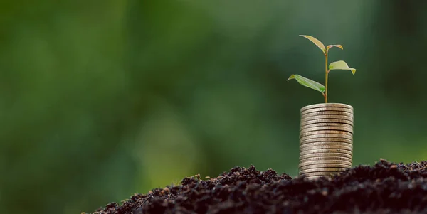 Dinero Pila Monedas Con Plantas Semillero Que Crecen Entorno Naturaleza — Foto de Stock