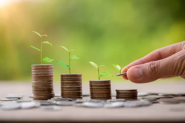 Hand putting money coin. Money coin stack growing graph with piggy bank saving concept. business finance and saving money investment, plant growing up on coin. Balance savings and investment.