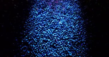 Konser Işıkları Parlayan Kalabalık