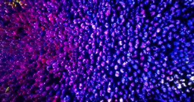 Seyirciyi Alkışlamak Dans Eden İnsanlar