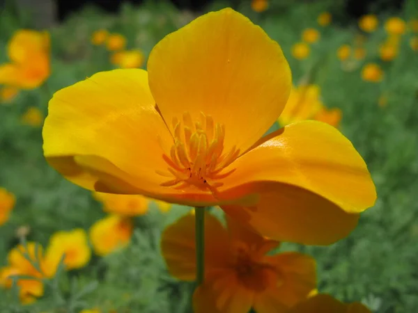 A close-up picture of a flower blossoming in the Ukrainian garden