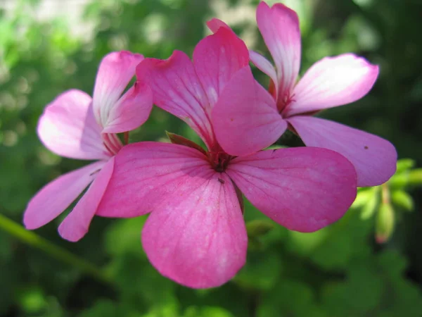Close Picture Flower Blossoming Ukrainian Garden — Foto Stock