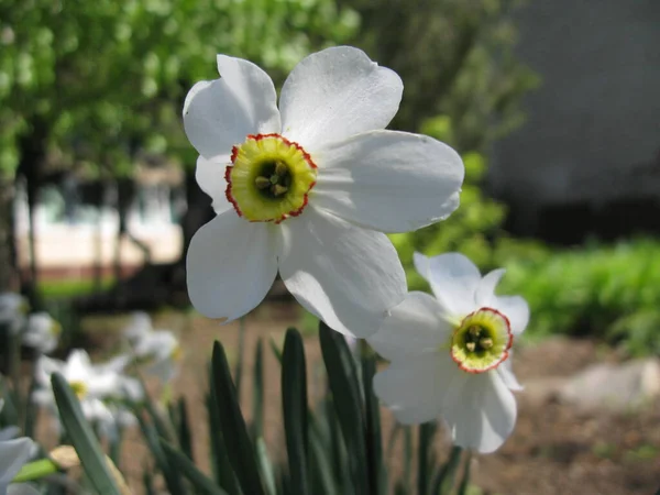 A close-up picture of a flower blossoming in the Ukrainian garden