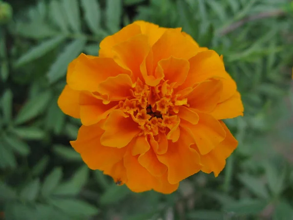 A close-up picture of a flower blossoming in the Ukrainian garden