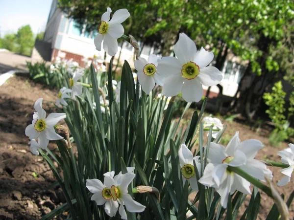A close-up picture of flowers blossoming in the Ukrainian garden 