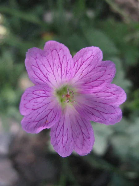 Close Picture Flower Blossoming Ukrainian Garden — Stockfoto