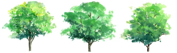 Set Watercolor Trees Sketch White Background Traditional Artwork Template — Stok fotoğraf