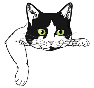 A Black and white cunning cat with green eyes is lying isolated on the white background. Digital illustration.