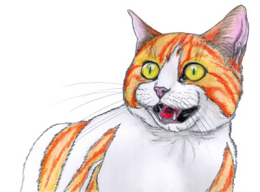 A mixed-colored white and ginger tabby cat with yellow eyes is meowing on white background. Pencil hand drawing.