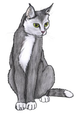 A curious grey cat with white chest sits on white background. Pencil hand drawing