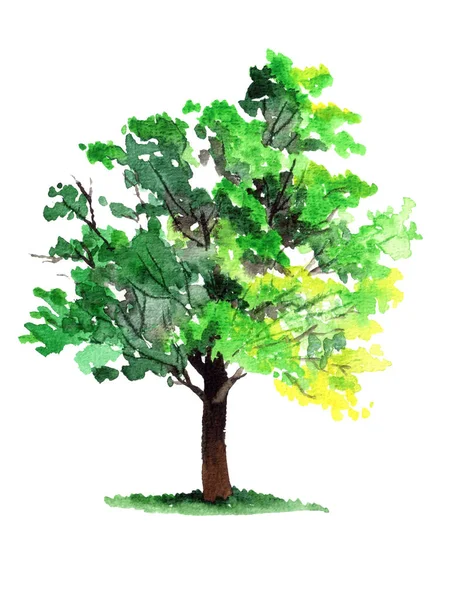 Watercolor summer tree painting isolated on a white background. Traditional hand drawing.
