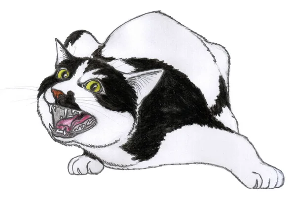 Angry Black White Street Cat Green Eyes Hissing Ready Jump — Zdjęcie stockowe